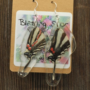 Real butterfly wing earrings made with zebra swallowtail hindwings