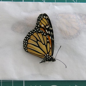 monarch butterfly Danaus plexippus specimen