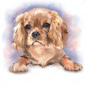 Obraz psa rasy Ruby Cavalier Spaniel: plik PNG i szablony opakowań na kubki (licencja komercyjna)
