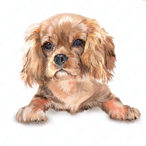 May include: A close-up of a small, light brown Cavalier King Charles Spaniel puppy with long, flowing ears. The puppy is looking directly at the camera with a serious expression.