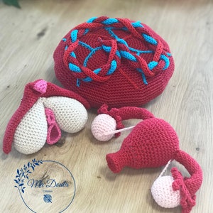 KIT ANATOMIE pour sage-femme, doula, conseillère en lactation, IBCLC