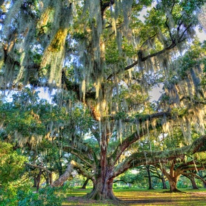 Oak Tree and Spanish Moss, New Orleans City Park, New Orleans Art, Tree Art, Landscape Art, Landscape Photography, A Limited Edition Print