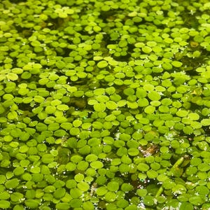 Duckweed, Aquarium Plants, Aquarium Decor, Aquatic Plants, Duckweed Plant, Aquariums