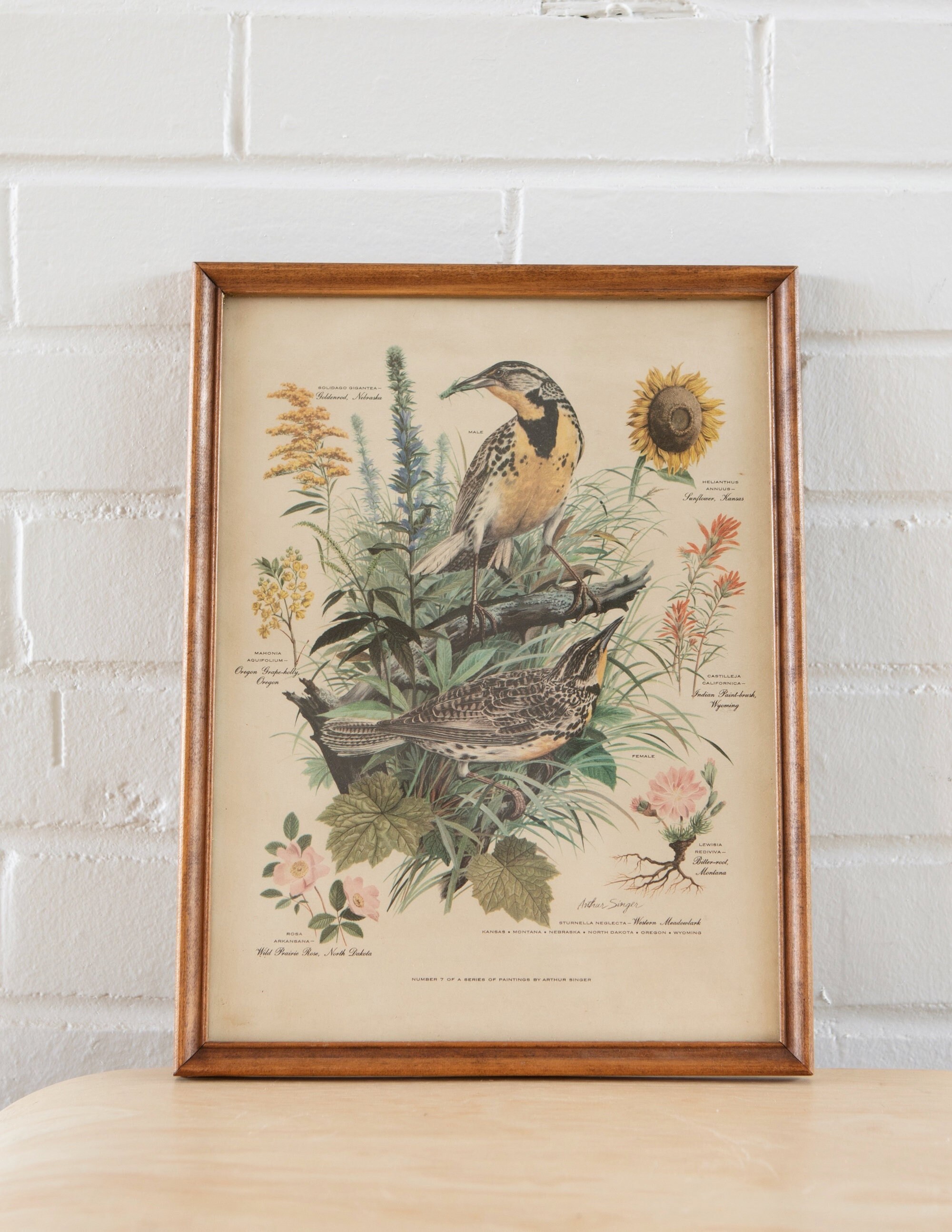 Arthur Singerアーサーシンガー！フラミンゴバレット。鳥のArtist