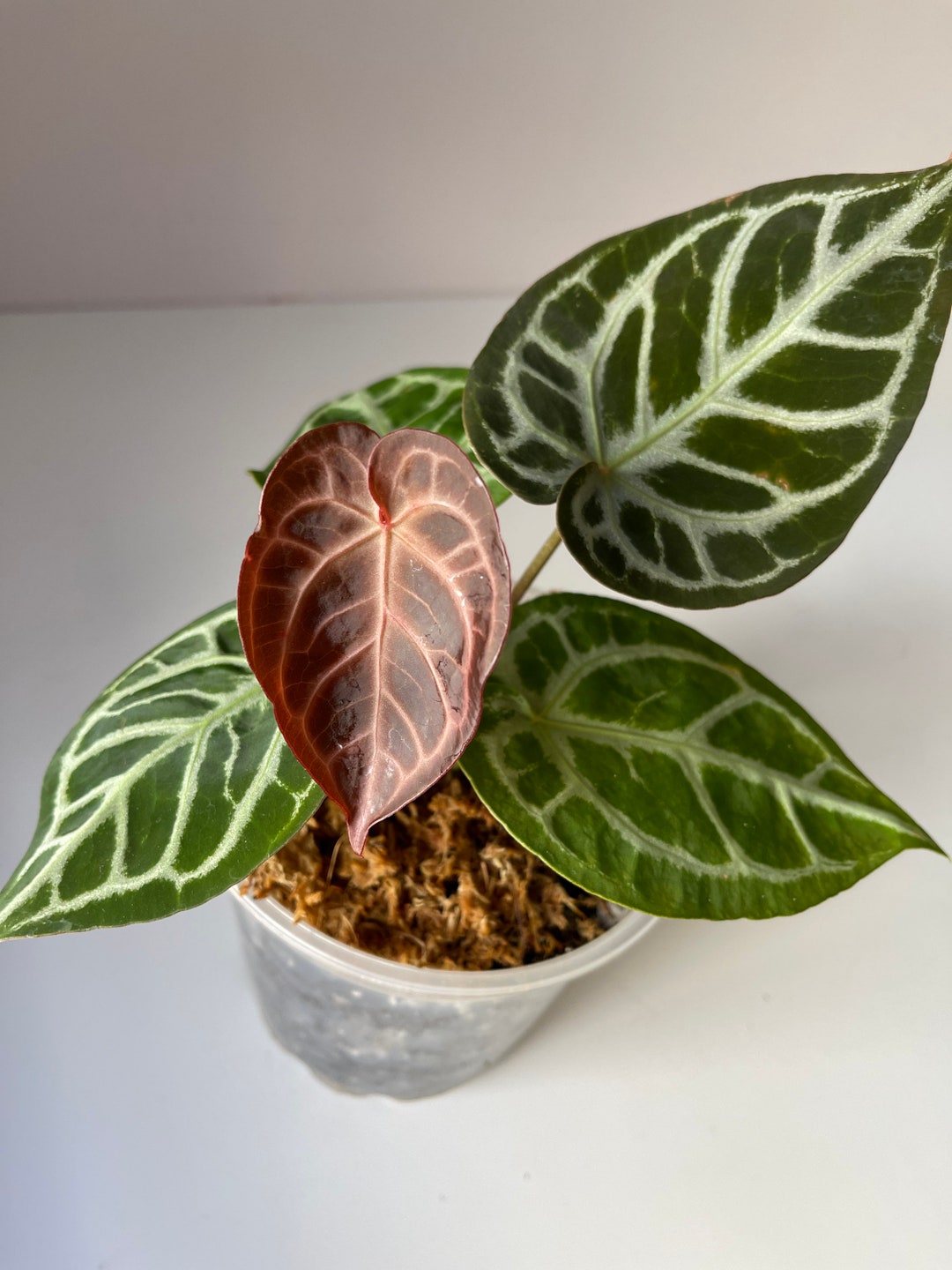 Anthurium 