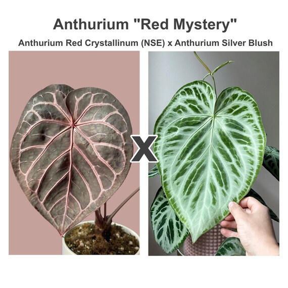 Anthurium 