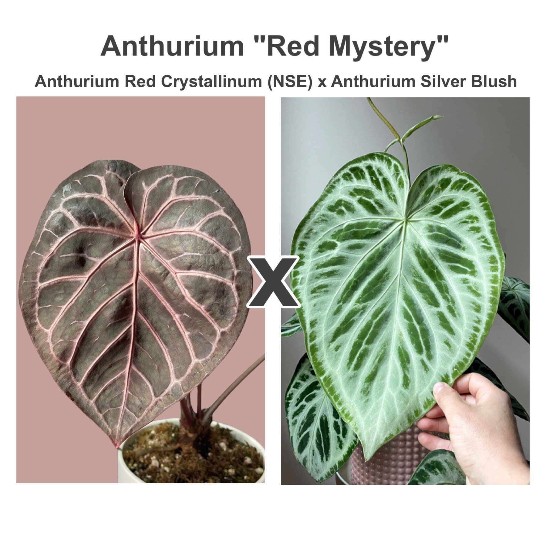Red Crystallinum × Silver Blush/アンスリウム③