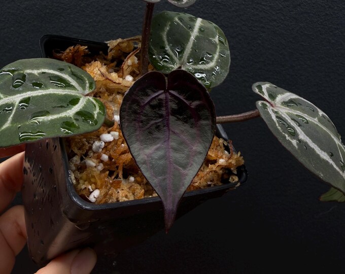Anthurium Raspberry Plum PREMIUM (#1x#5) F2 Generation- Plant “K9 ...