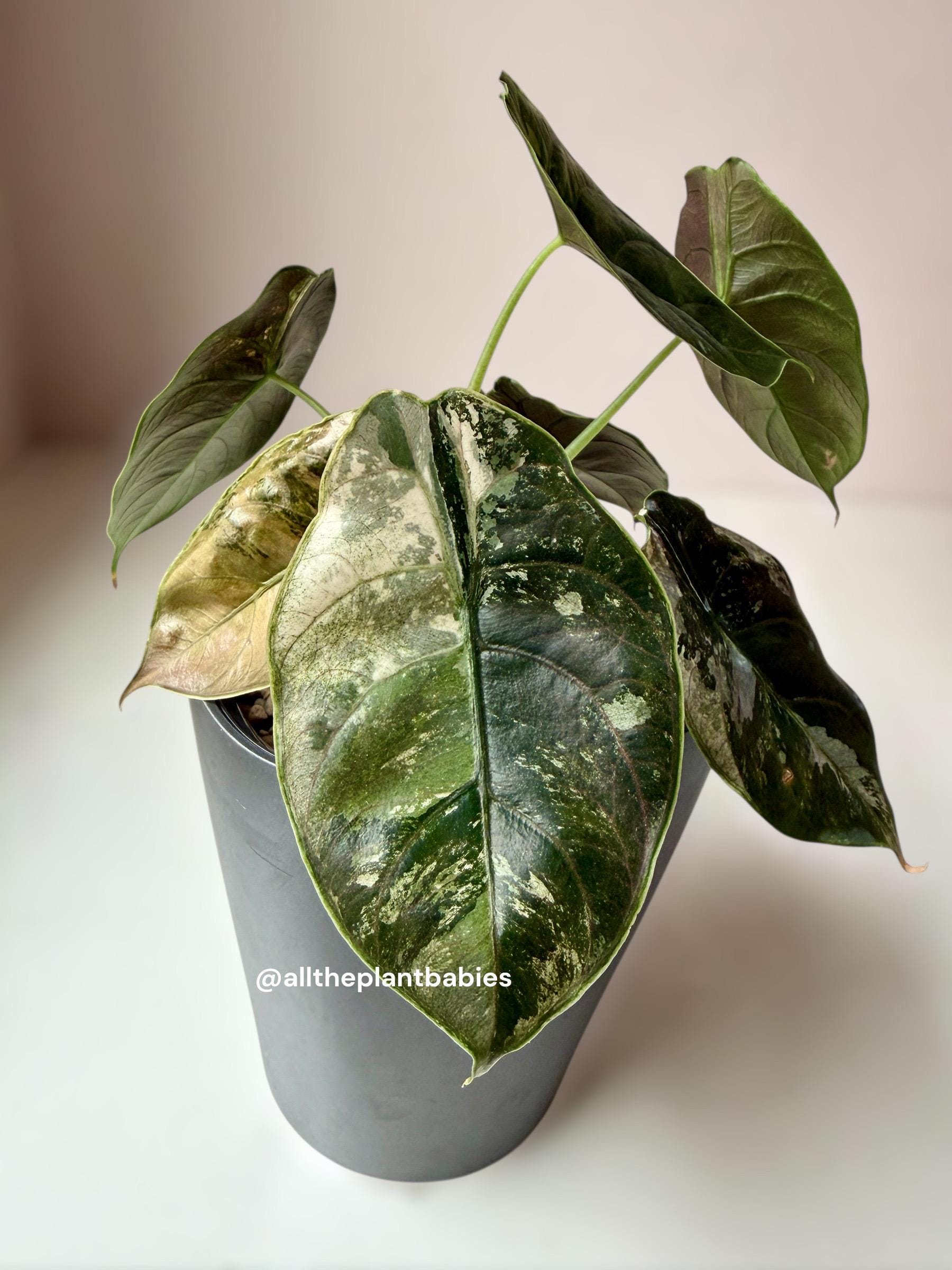Alocasia Cuprea Pink Mint - Etsy