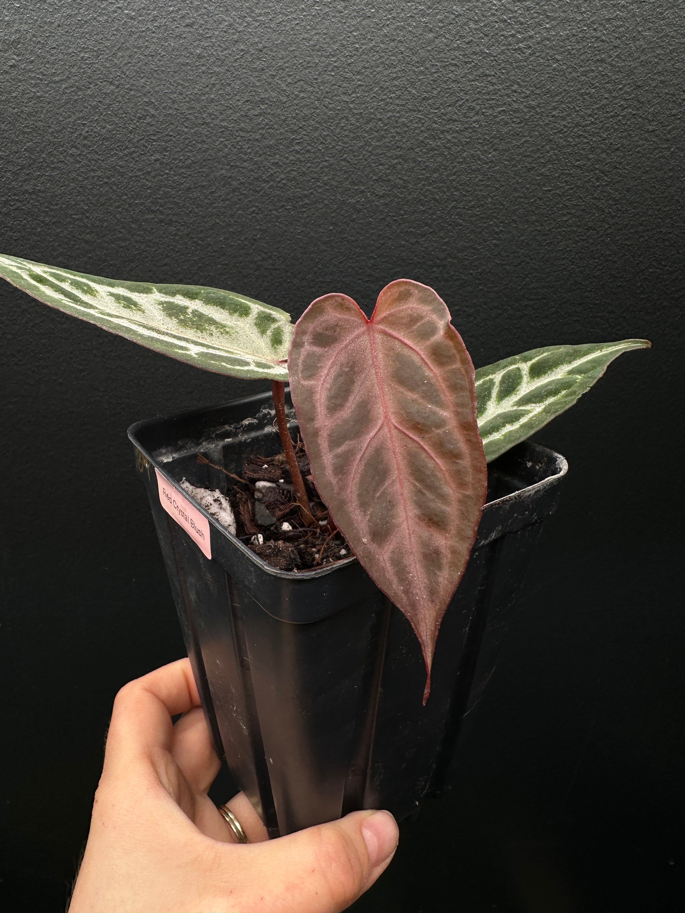アンスリウム Silver blush x Red crystallinum