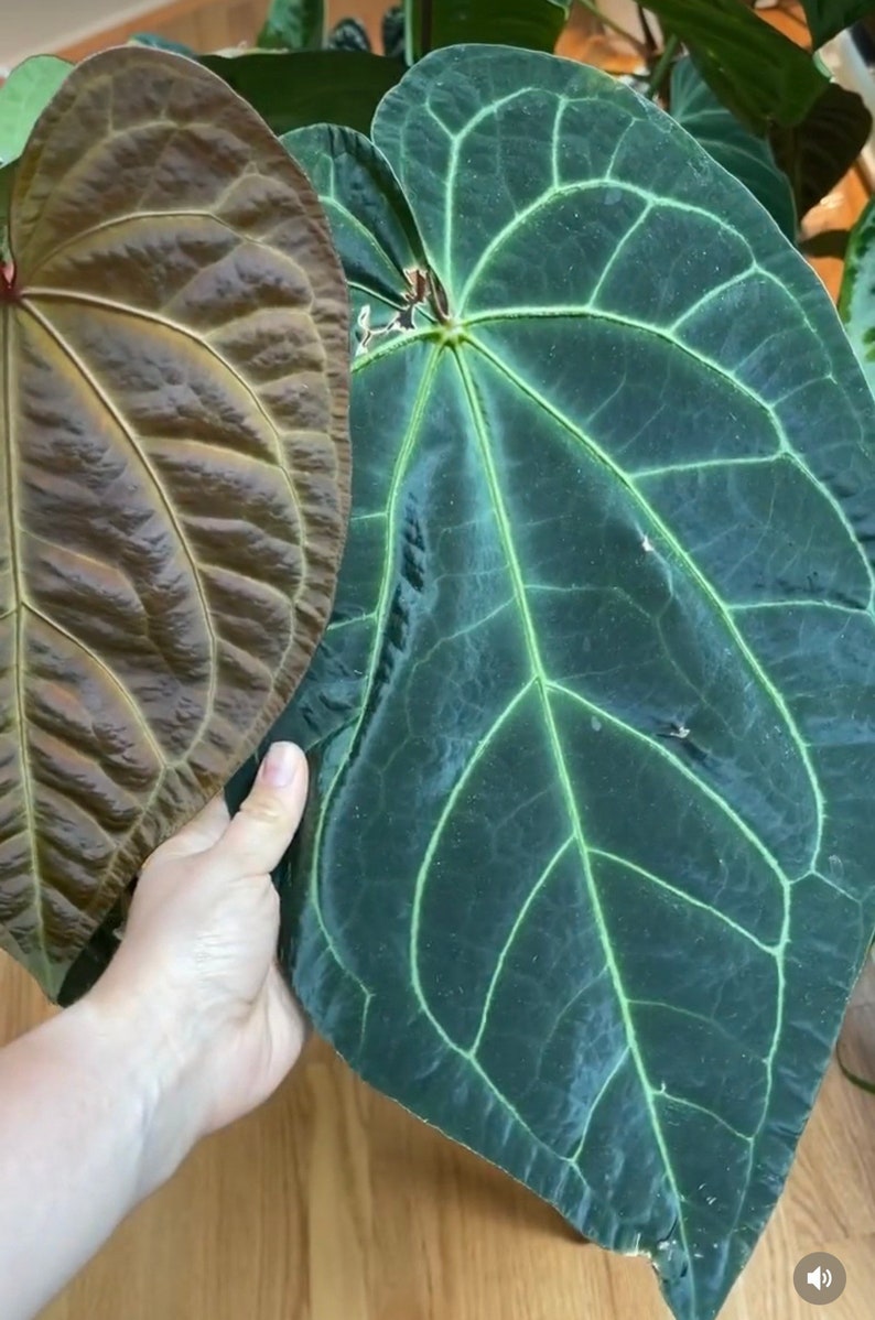 Anthurium Ace of Spades Green Form Seeds Silver Krome Gardens Etsy