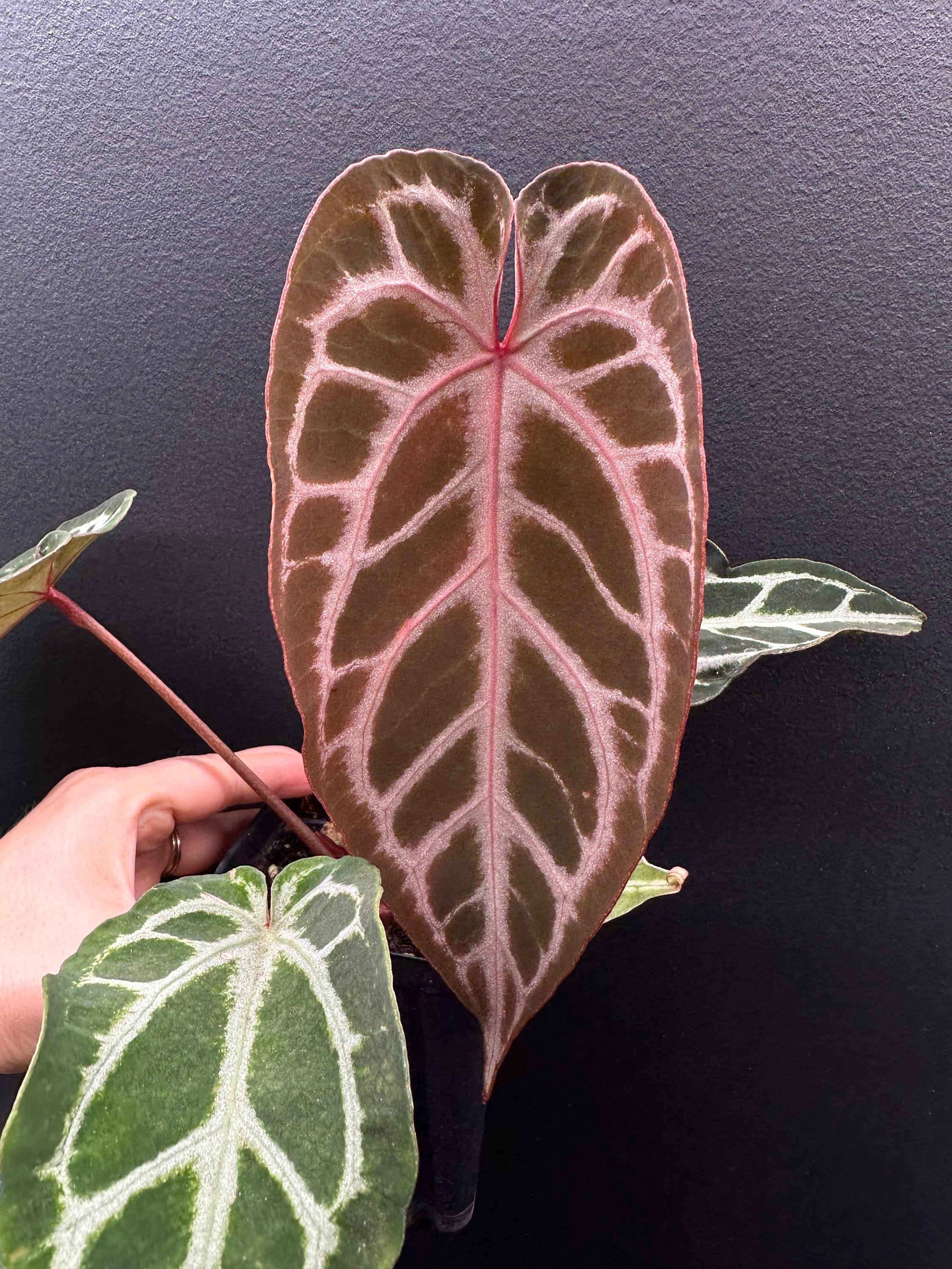 Anthurium Red Crystal Blush (anthurium Red Crystallinum X