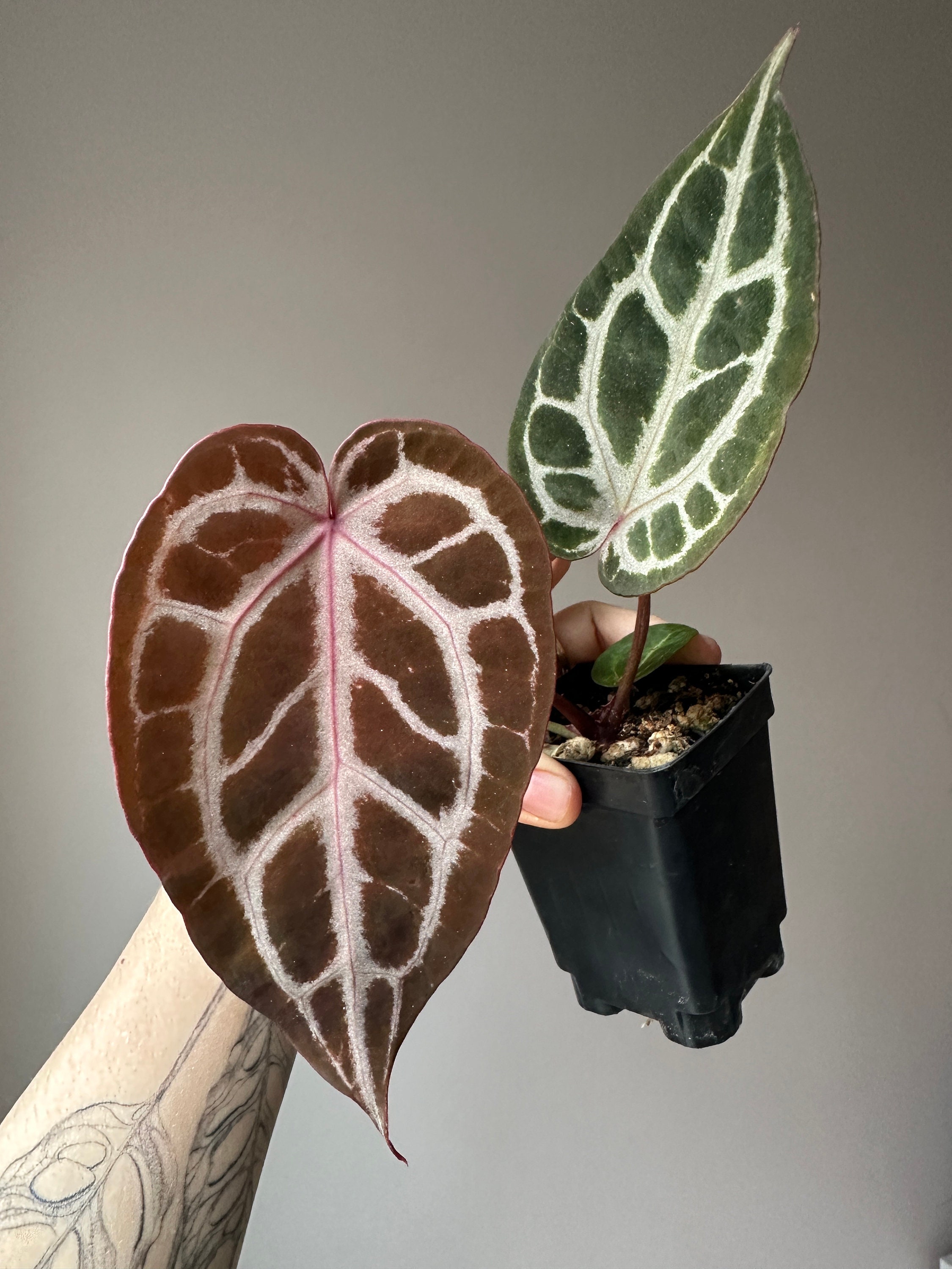Anthurium “Red Crystal Blush” — All The Plant Babies