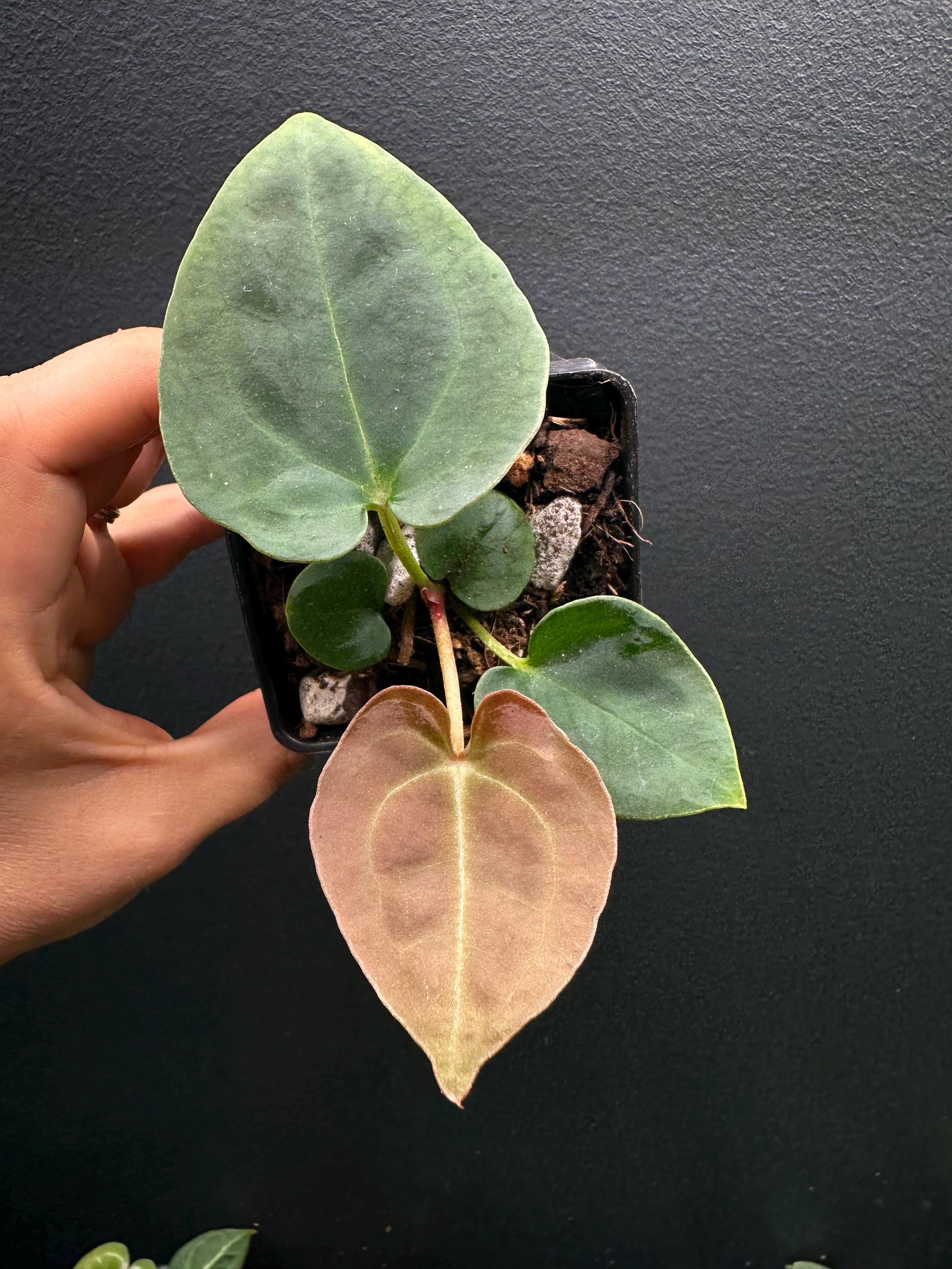 バ*ブ様 アンスリウム（RVDP）×(papifs) Available plants – Buz Plants