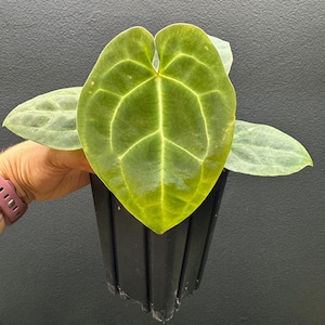 Anthurium Electric Forest “B11”  -Besseae aff x Dark Round Forgetii