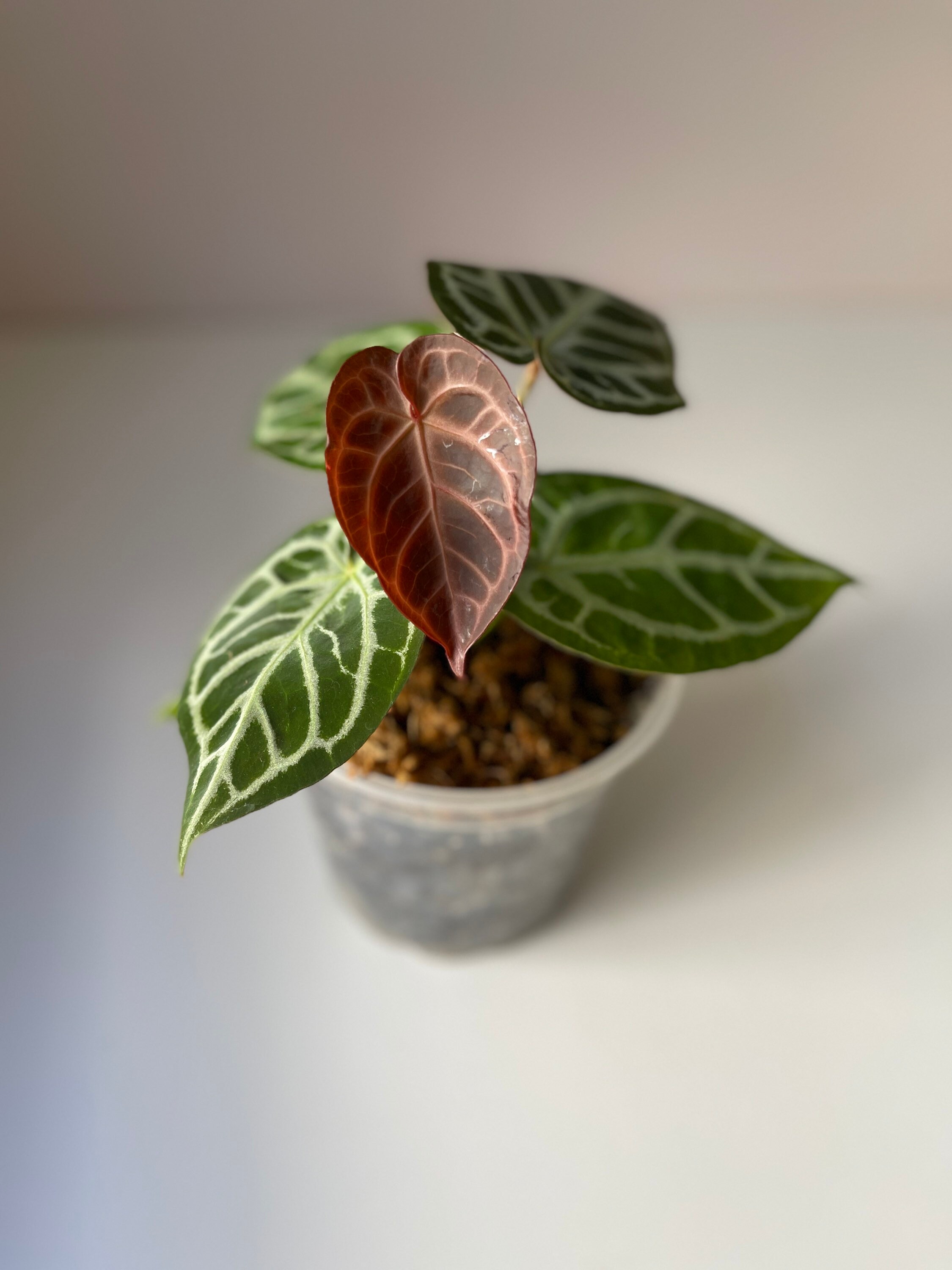 Anthurium 