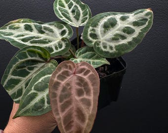 Anthurium Red Crystal × King of Spades Anthurium HU x RC (King of spades x Red crystallinum) Mature