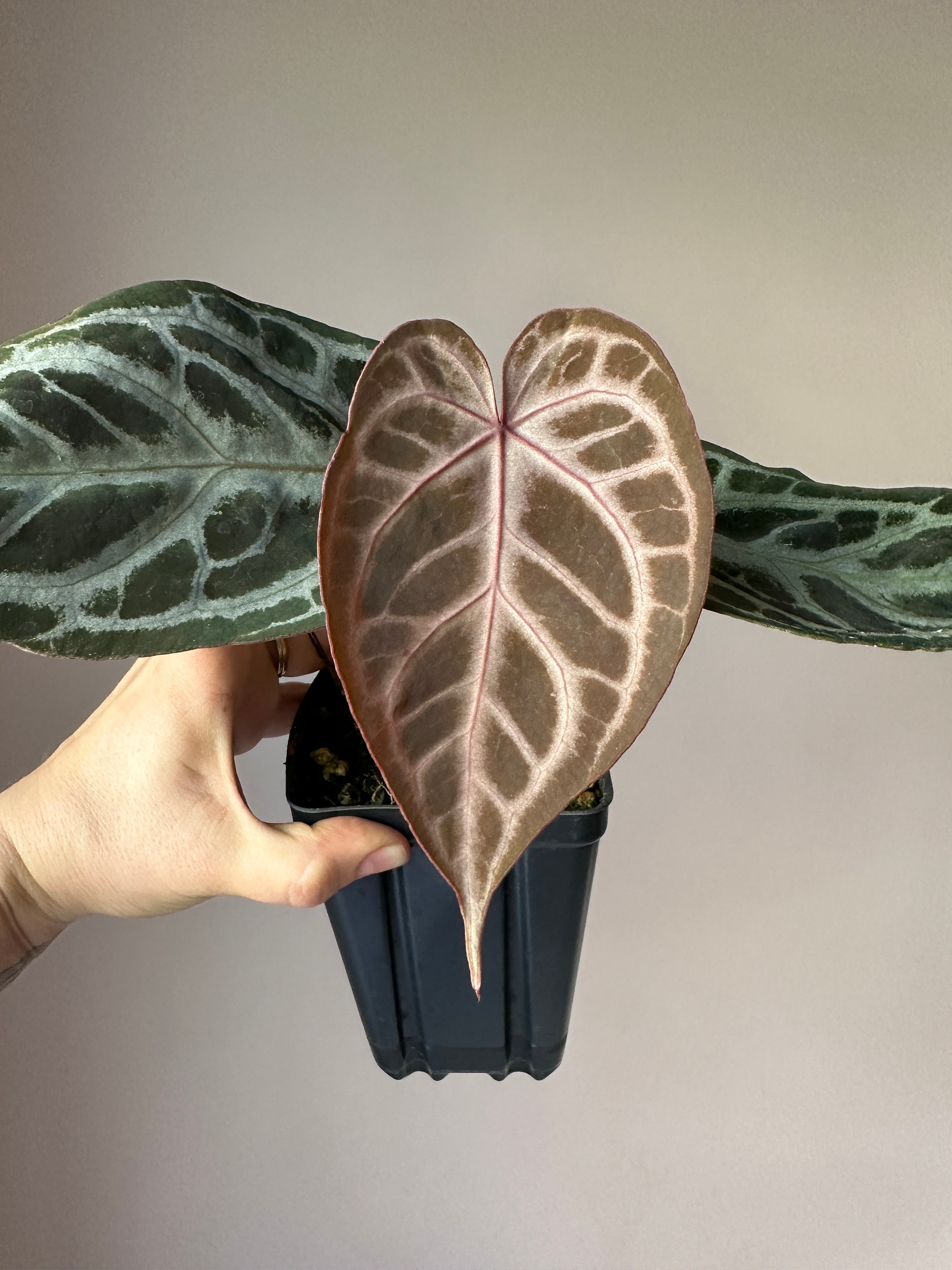 Red Crystallinum × Silver Blush/アンスリウム⑤ Anthurium “Red Crystal Blush” — All The Plant Babies