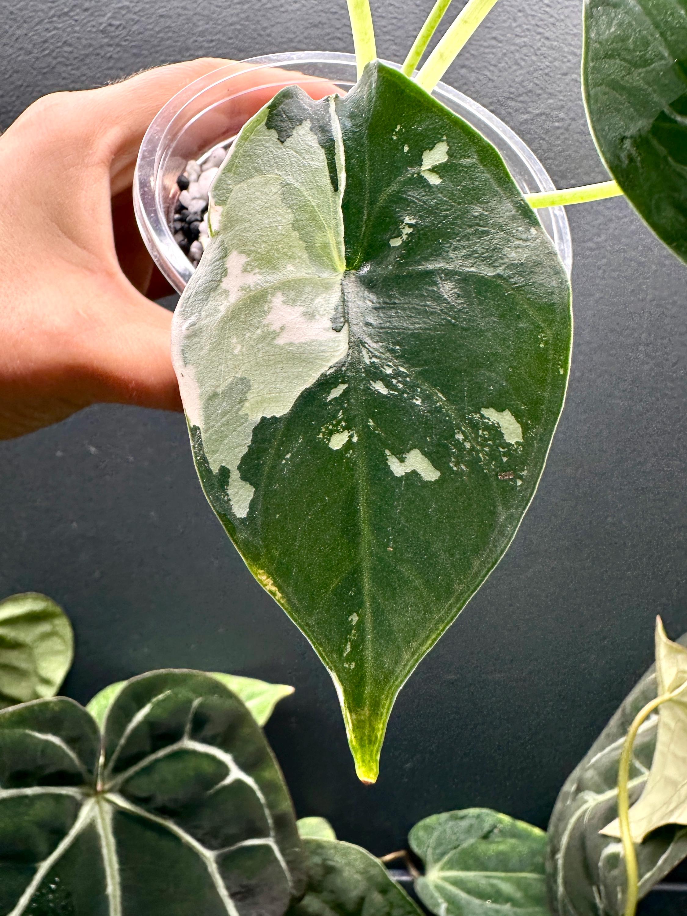 Rare! Variegated Alocasia 'green Unicorn' (azlanii X Baginda