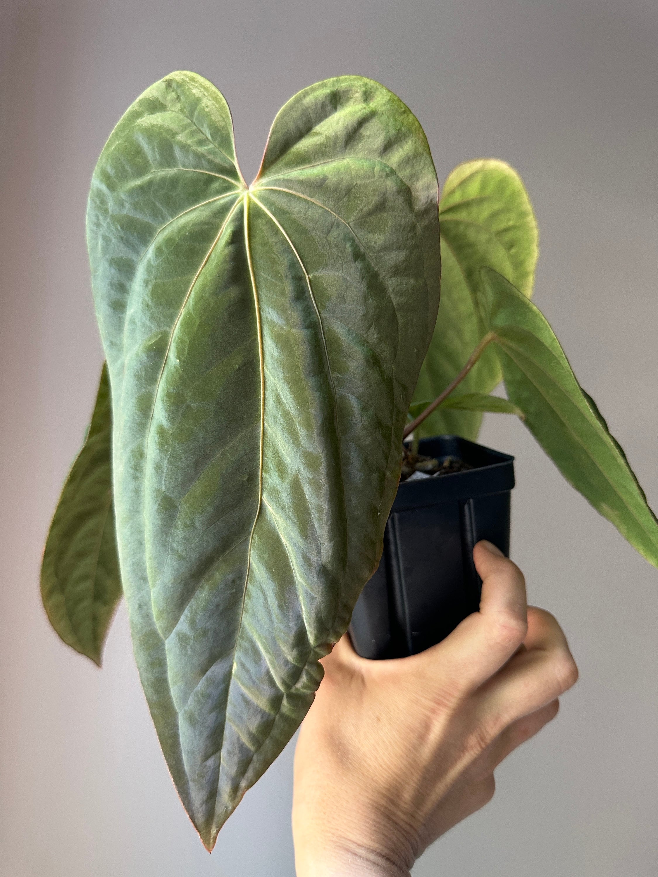 pflanze alocasia zebrina Alocasia Zebrina online kaufen
