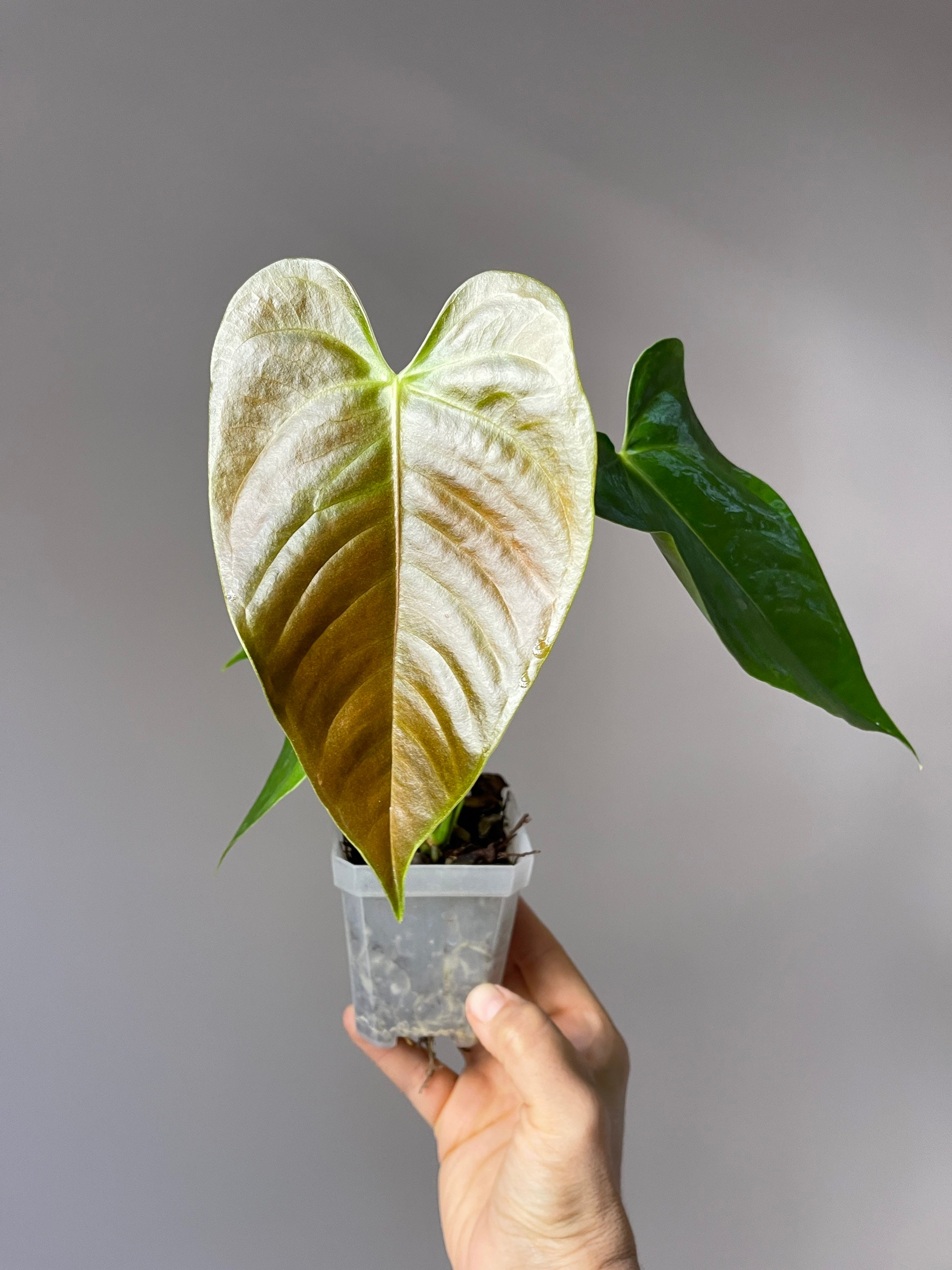 house plants pothos 3 Pothos Variety Pack / 4" Pot / Live Plant / Home and Garden Plants