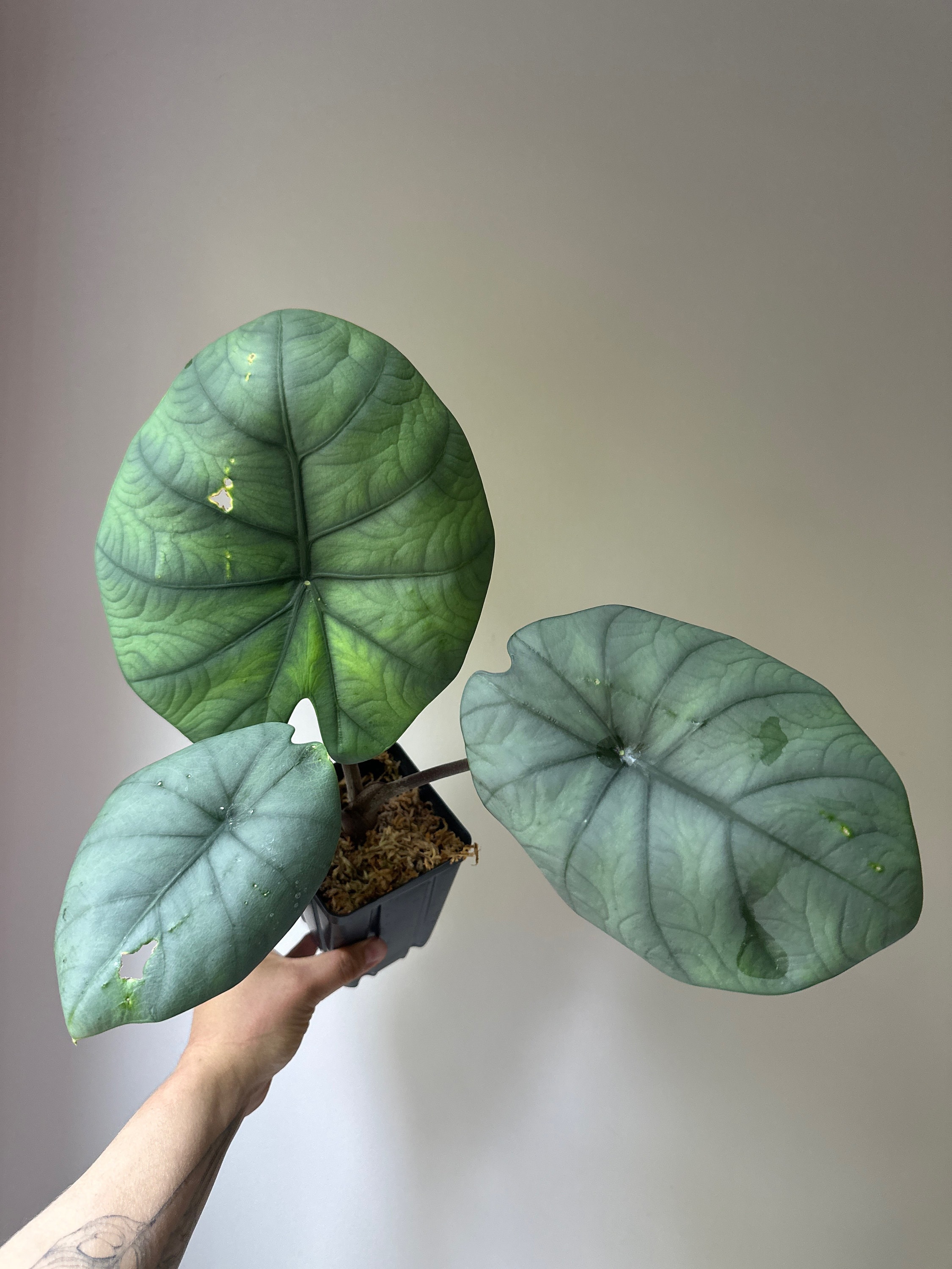 あ*ん様 MS164 10株セット Alocasia chaii アロカシア チ Alocasia Chaii *very Rare* Exact Plant, Fully Rooted - US Seller