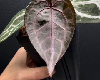 Anthurium Raspberry Plum- PURPLE Emergent (#1x#5) F2 Generation Plant ...