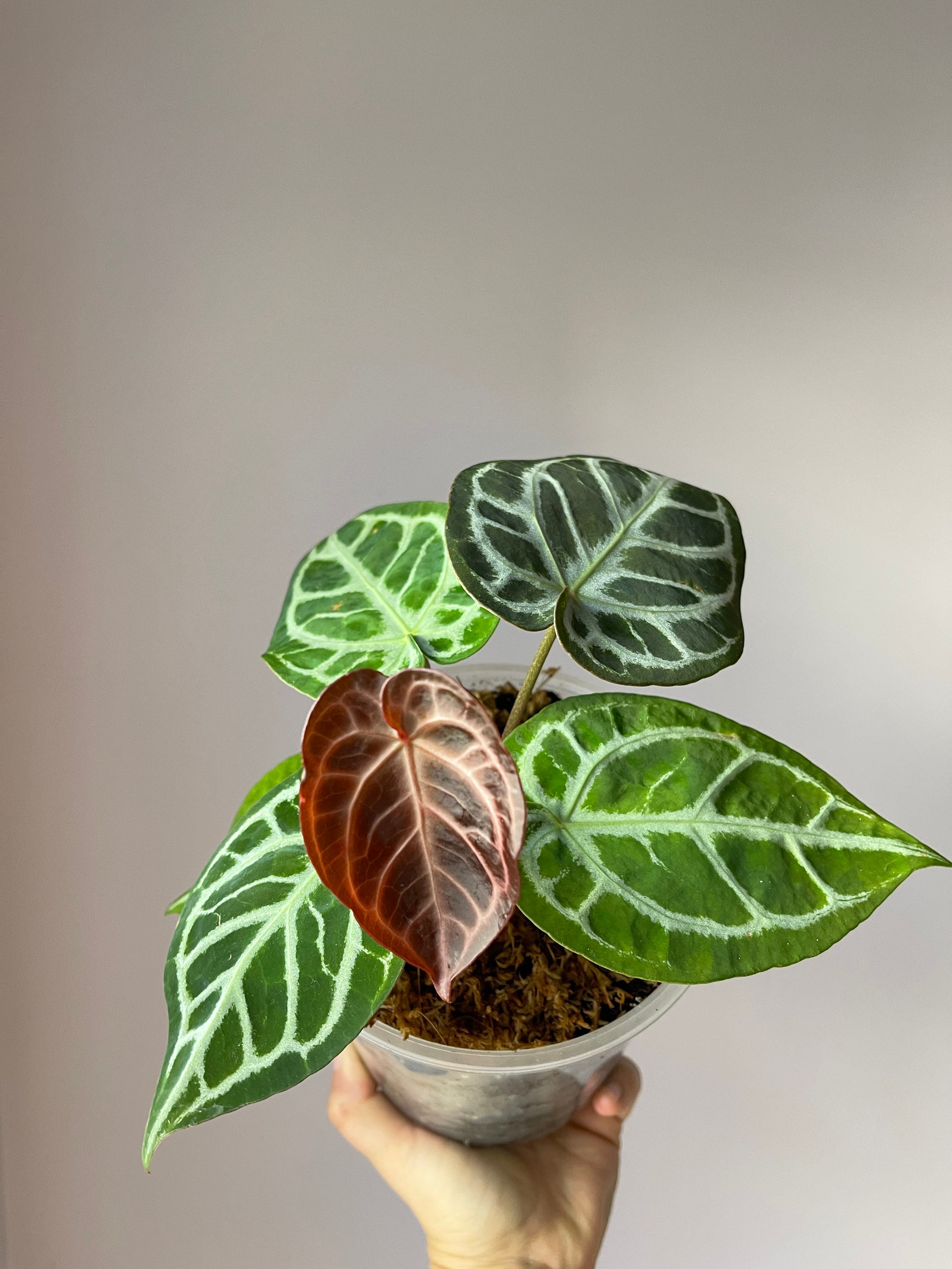 Anthurium 