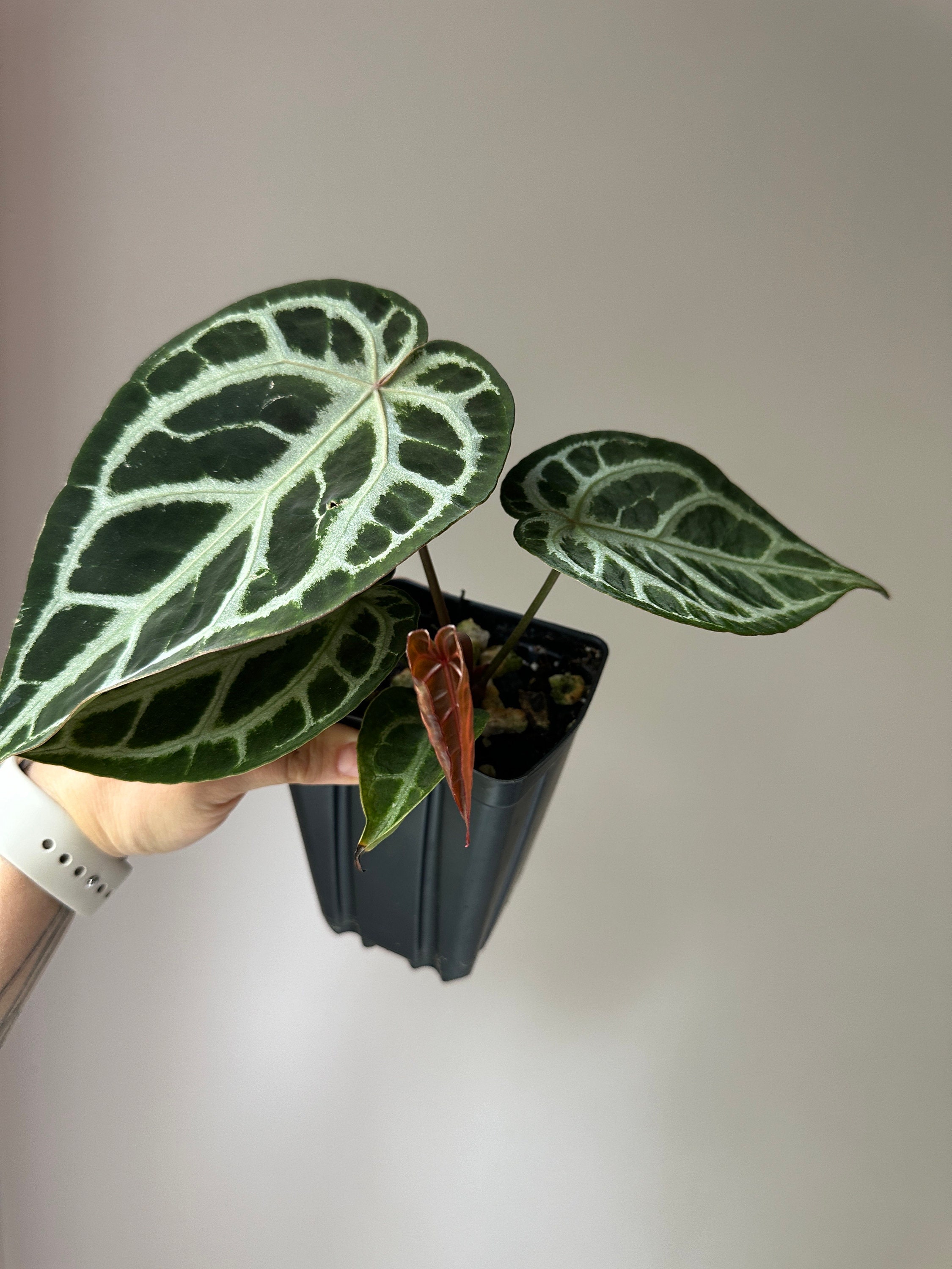 Red Crystal Blush Anthurium ( Red Crystallinum X Silver Blush F2 