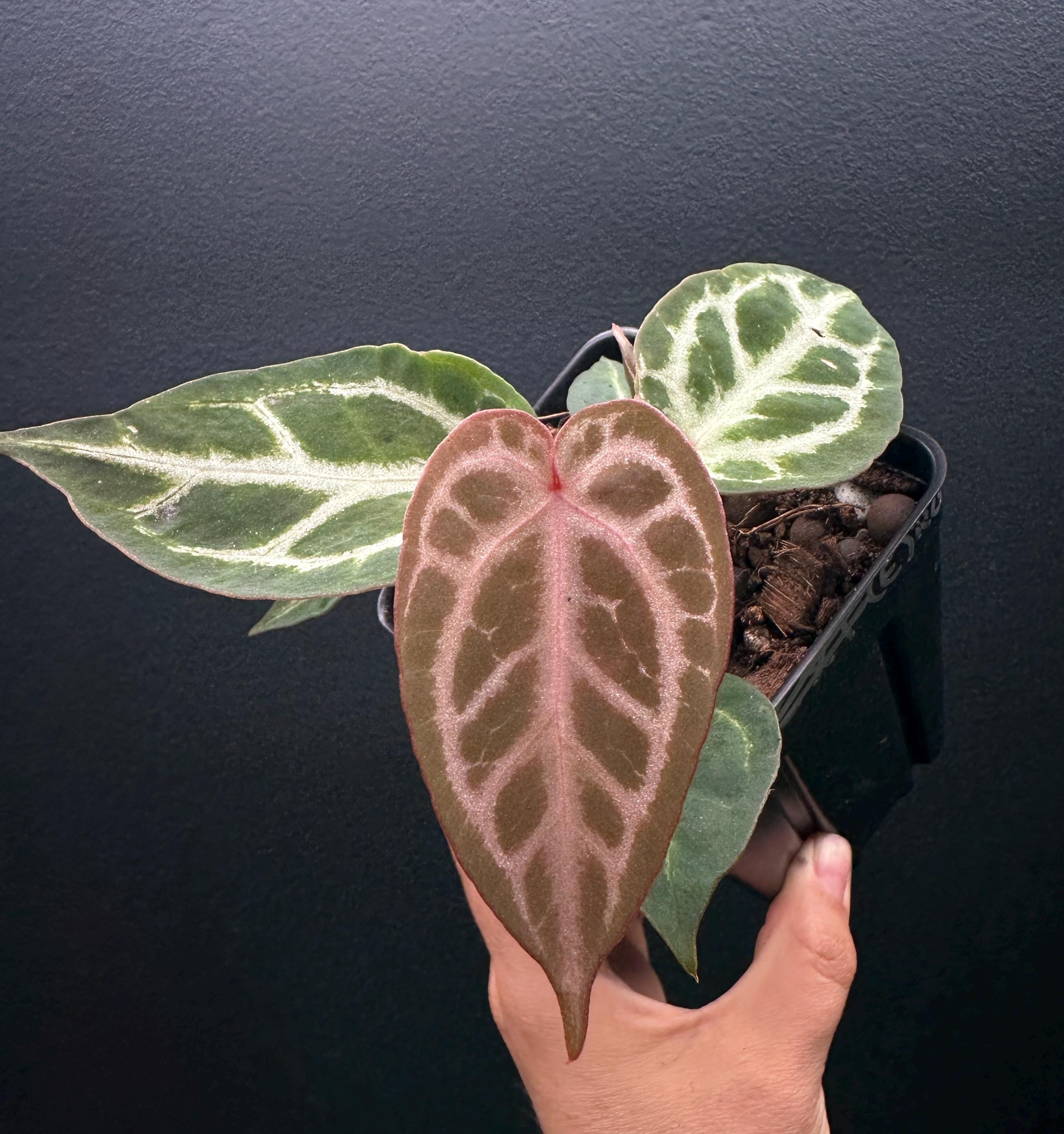 Red Crystal Blush Anthurium “Z1” - Read Full Description! - Etsy