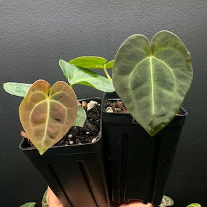 Anthurium Electric Forest -Besseae aff x Dark Round Forgetii Seedlings - Grower&#39;s Choice