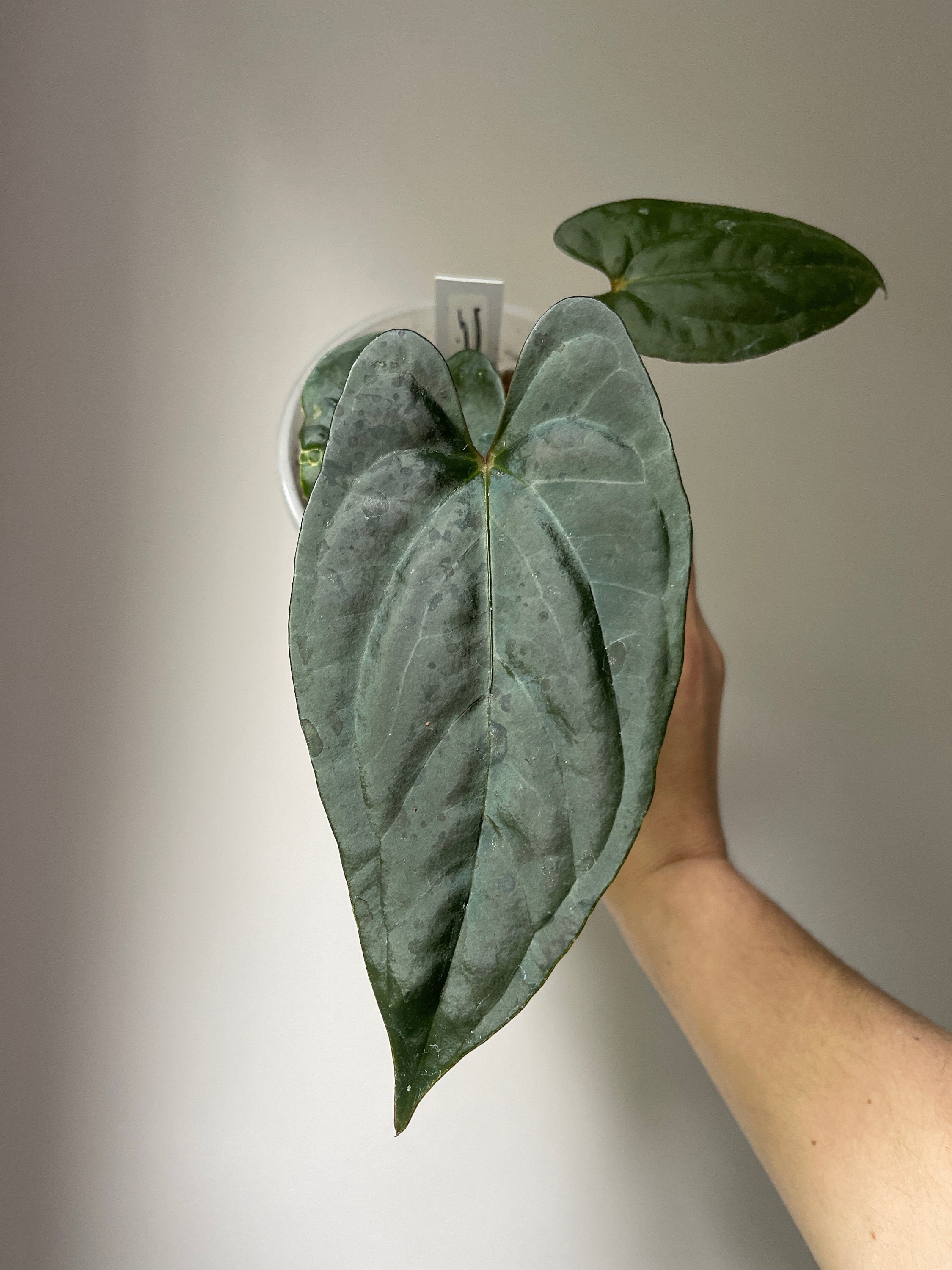 Anthurium 'curandero' by Jay Vannini (anthurium SP. Nov Aff Nigrolaninum  Rimachii X Papillilaminum 'fort Sherman') Premium Select - Etsy