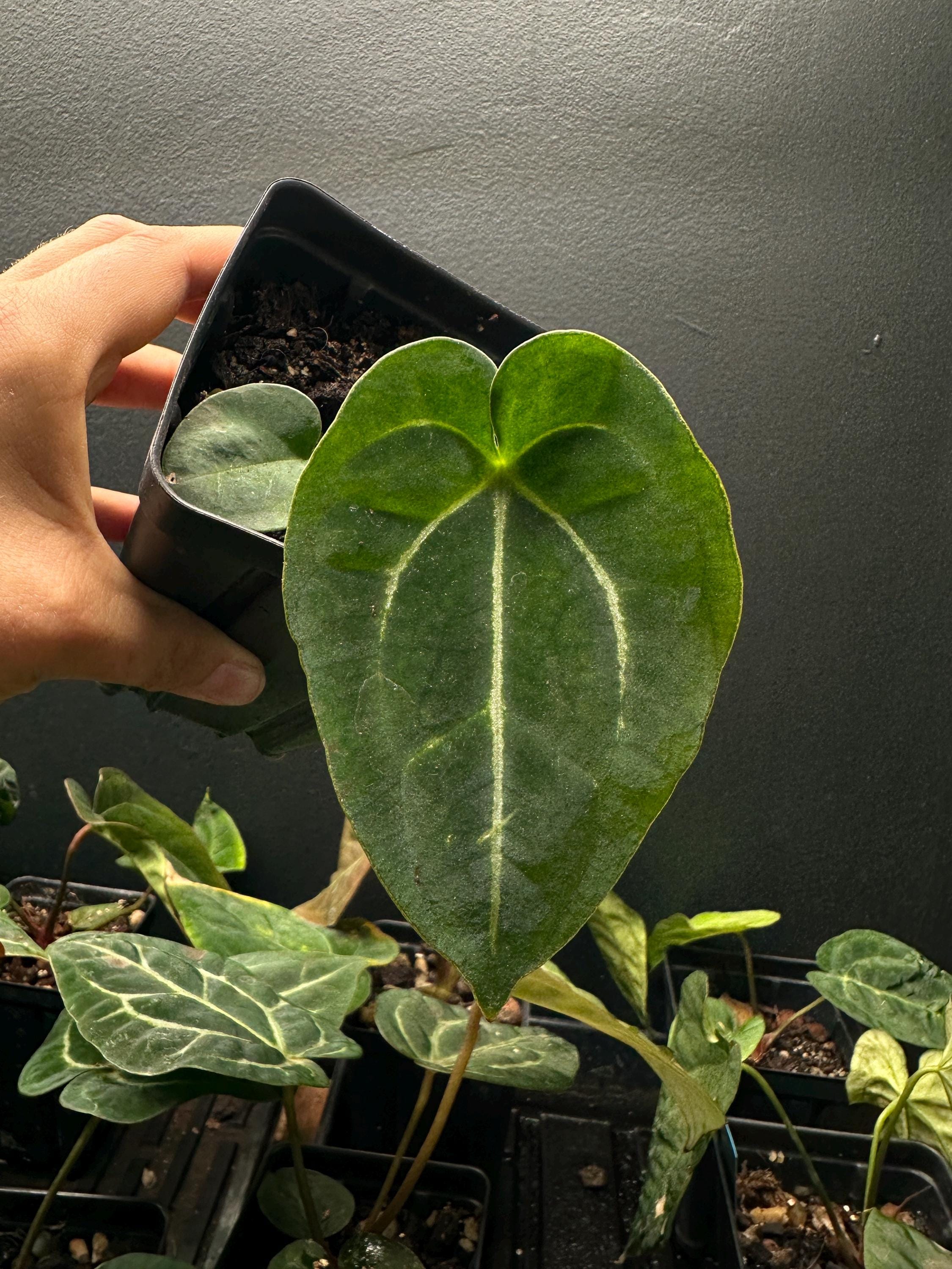 Dark Forgetii X Carlablackiae Anthurium : Exact Plant Shown “FC8