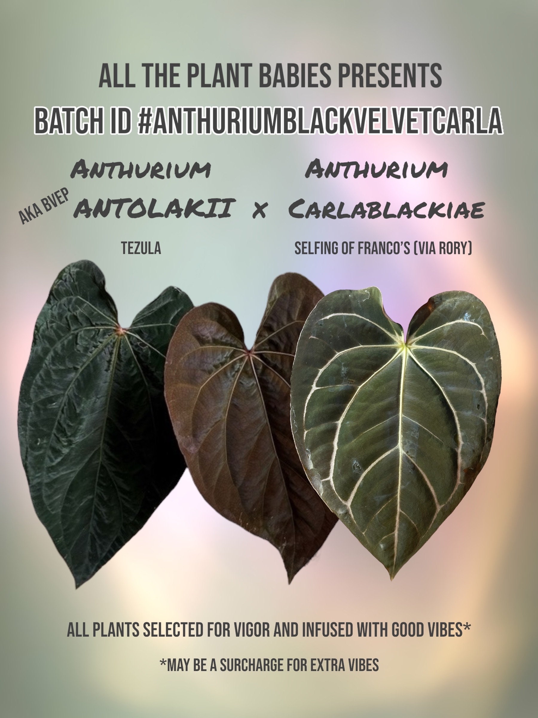 Antolakii (BVEP) X Carlablackiae Anthurium Seedlings - Etsy