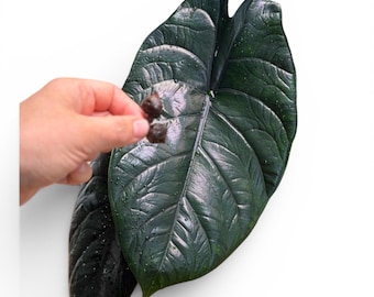 Alocasia Green Unicorn (azlanii X Dragon Scale) 4