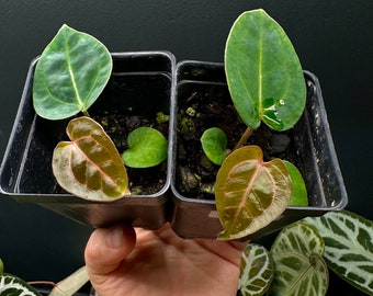 ZaraxMichelle F2 x Carlablackiae Anthurium Seedlings- US seller