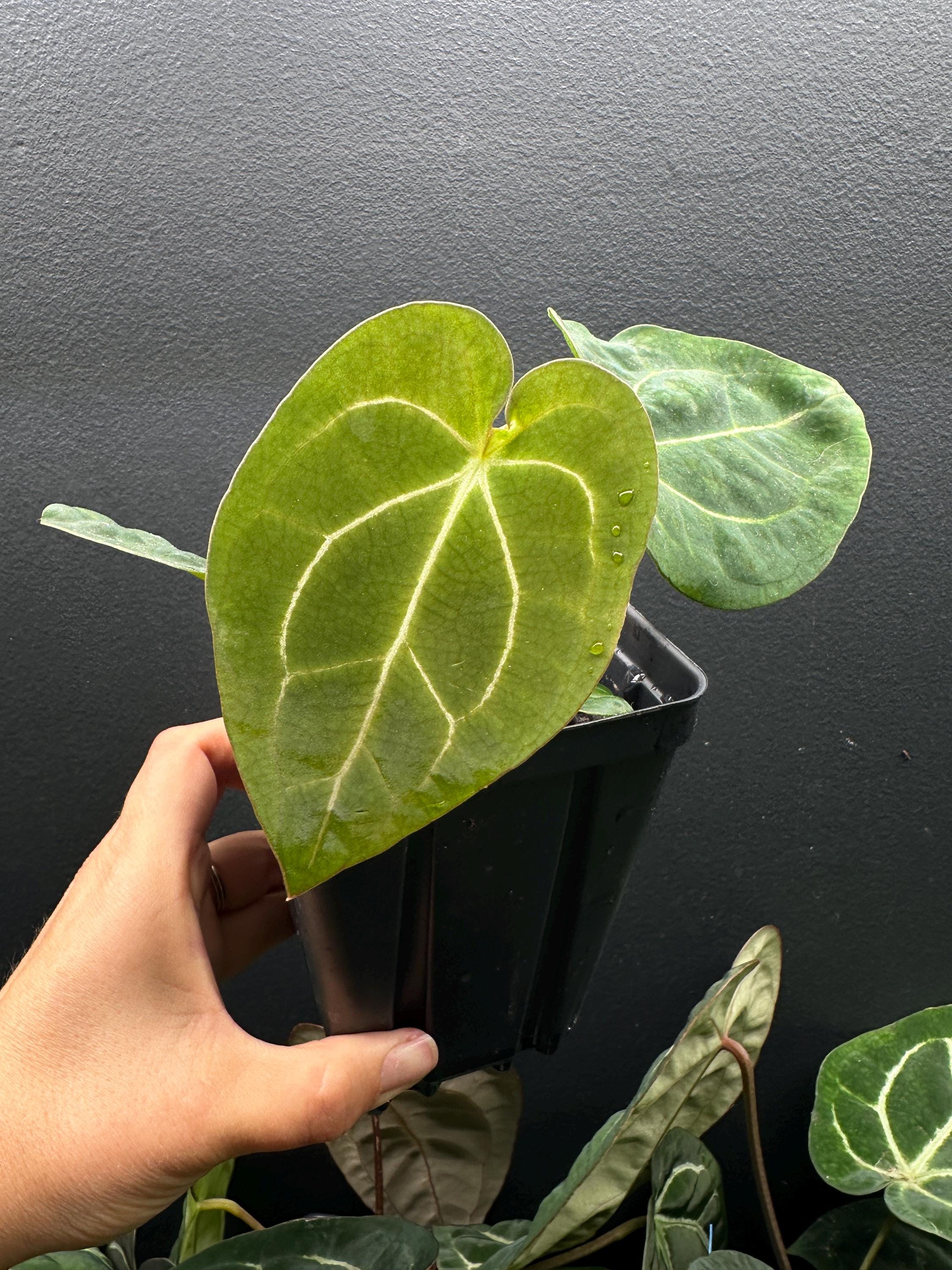 Dark Forgetii X Carlablackiae Anthurium : Exact Plant Shown “FC6