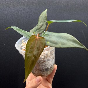 magnificum Silver×(Michelle×Zara F3) Anthurium magnificum x Zara x Michelle — Plant Wholesale FlorAccess