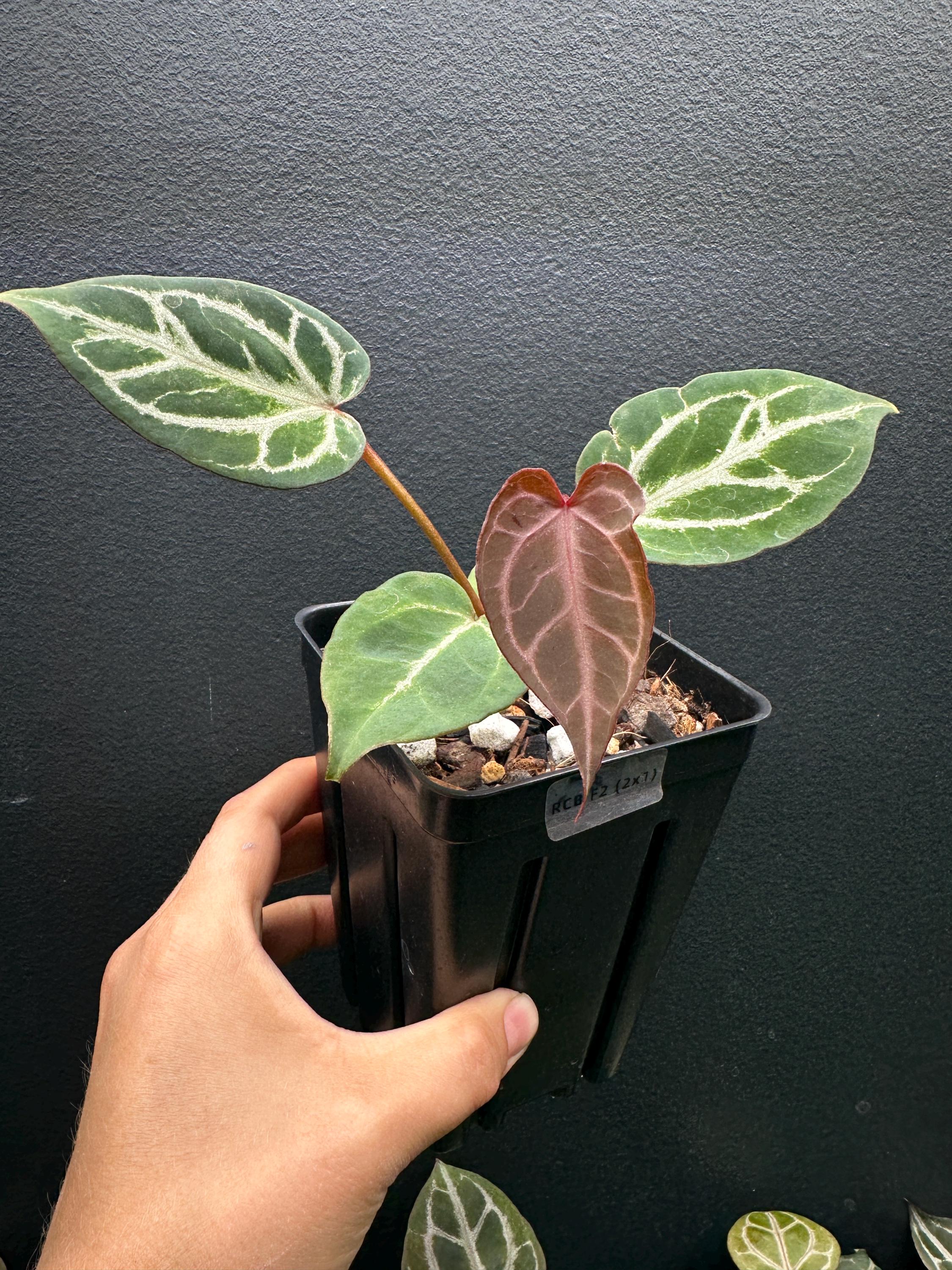 Anthurium Red Crystallinum Zara - Etsy