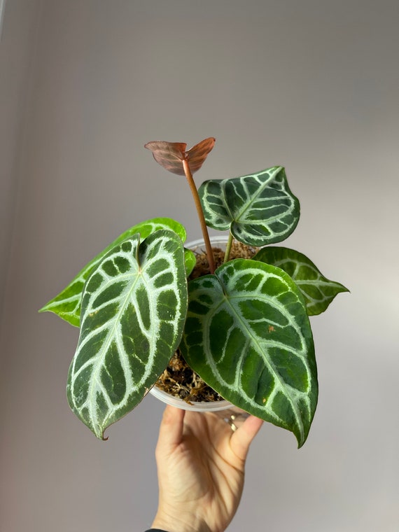Red Crystallinum × Silver Blush/アンスリウム⑤ Anthurium Silver Blush X Red Crystal--grower Choice US