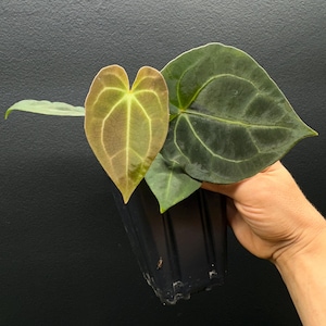 Anthurium Electric Forest “B12”  -Besseae aff x Dark Round Forgetii