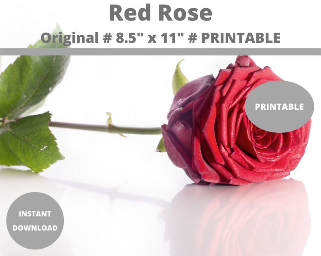 Red Rose : Wall Art Prints | Printable Rose Flower, Garden Roses - Etsy