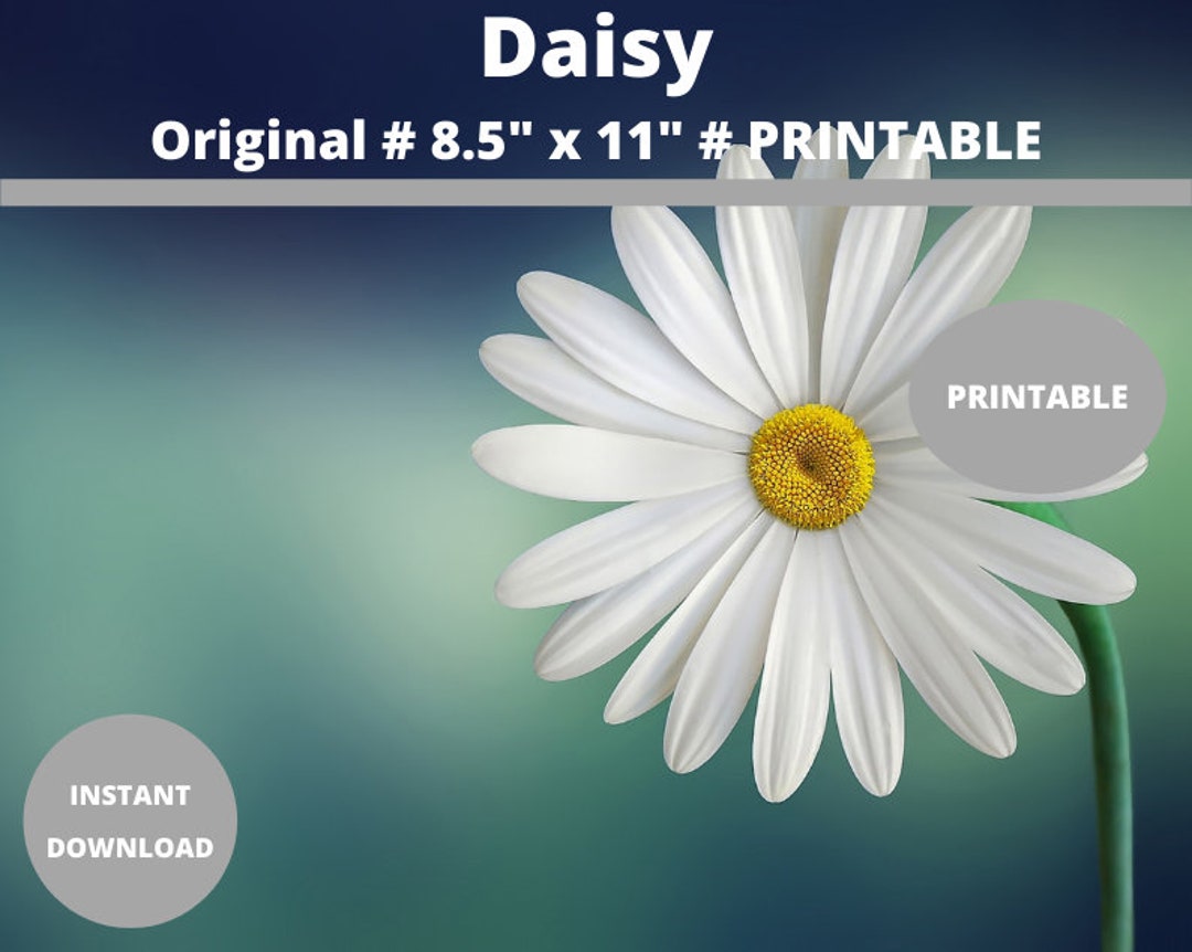 Daisy Photo Art Print: Floral Wall Decor (PDF, PNG, JPG) - Etsy