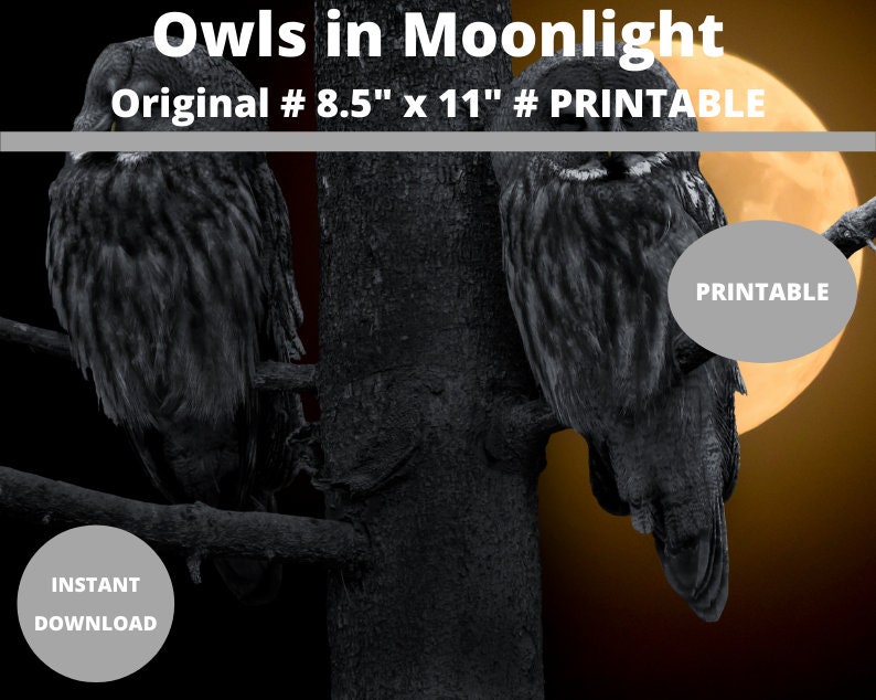 Owls in Moonlight : Wall Art Prints | Printable Owl Picture, Owl Images, Owl Photos