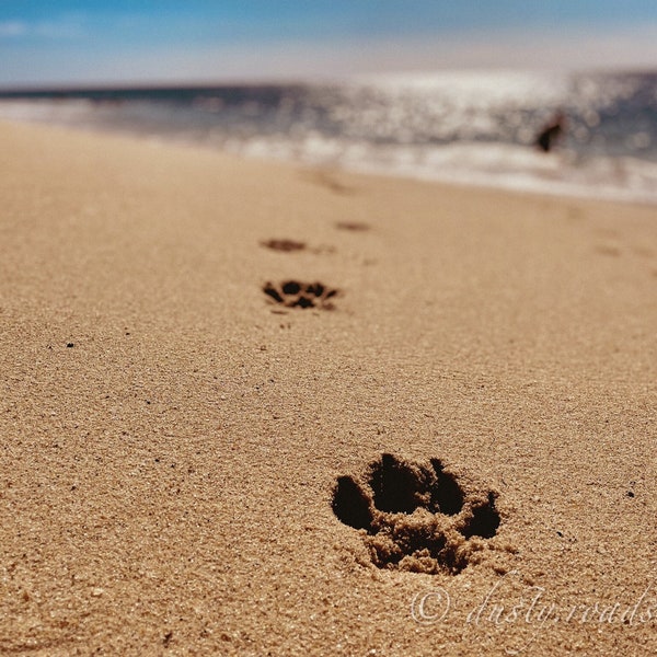 Sandy paw print impression digital instant download dog art beach vibes