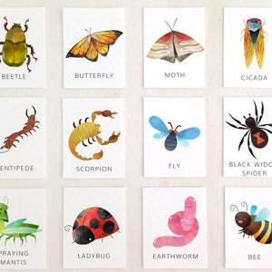 Peut inclure: Un ensemble de 12 cartes illustrées représentant divers insectes et autres créatures, notamment un scarabée, un papillon, une mite, une cigale, un mille-pattes, un scorpion, une mouche, une araignée veuve noire, une mante religieuse, une coccinelle, un ver de terre et une abeille. Chaque carte a un fond blanc et présente une illustration colorée de la créature avec son nom imprimé en dessous.