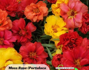 Moss Rose (Portulaca Grandiflora Happy Hour Mix) Seeds -Purslanes Seeds - Heirloom Succulent -Colorful Flowers- Drought Tolerant- B5G1 #8173
