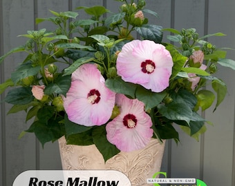 30 seeds| Rose Mallow Hibiscus Seeds -Perennial -Authentic Seeds-Flowers -Organic. Non GMO -Vegetable Seeds-Mix Seeds for Plant-B3G1#6003
