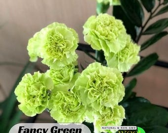 Fancy Green  Carnations - Dianthus Seeds - Authentic Seeds - Dianthus Caryophyllus - Fascination Flower - Love Flower - Clumping   #ca7