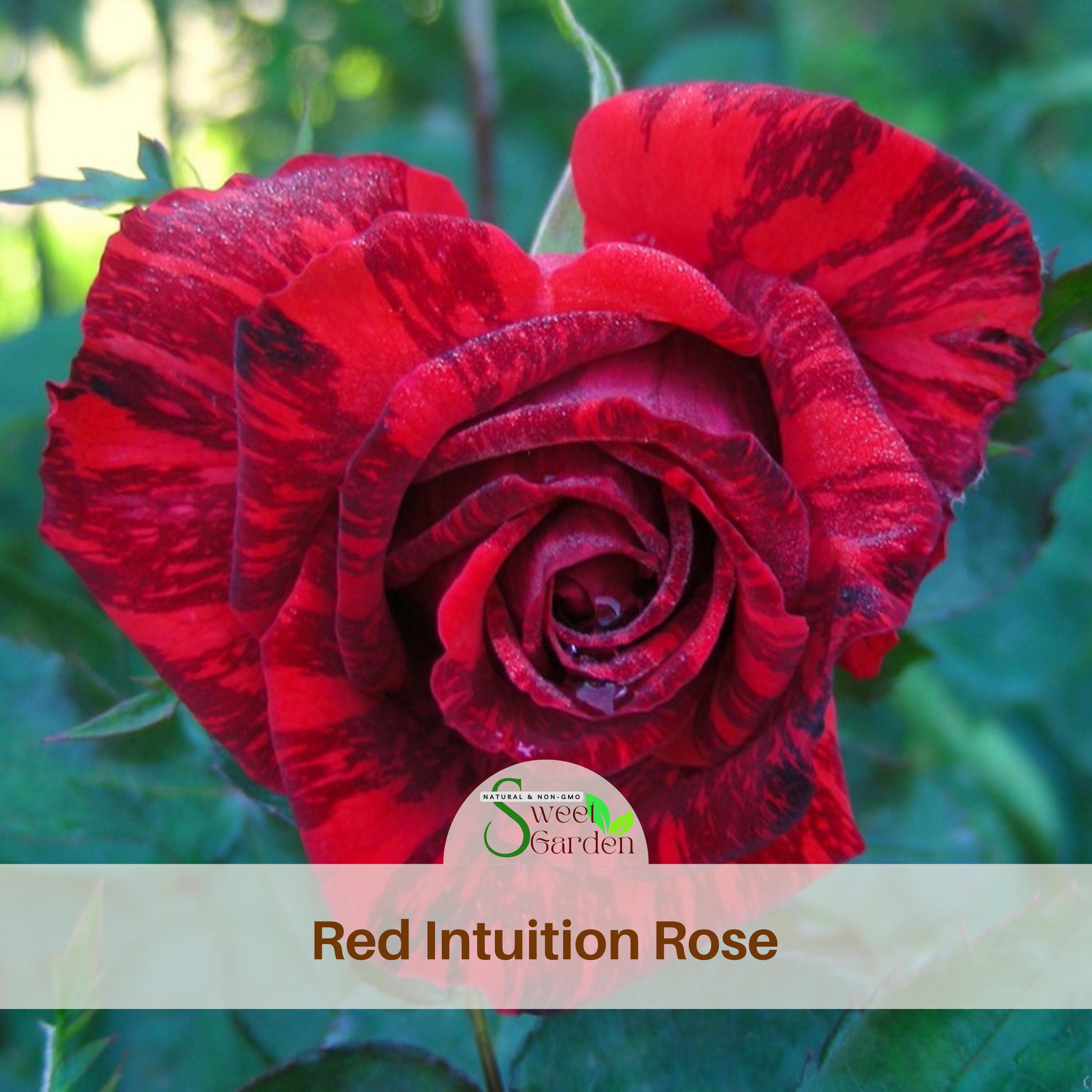 Red Intuition Rose Seeds - Perennial - Authentic Seeds - Flowers Red Intuition Rose Seeds - Perennial - Authentic Seeds - Flowers